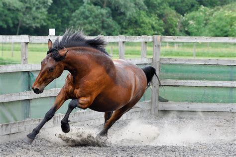 Boosting Your Gelding's Immune System with Mare Magic.